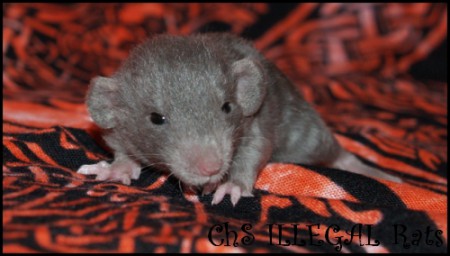 Channel ILLEGAL Rats (CH5)