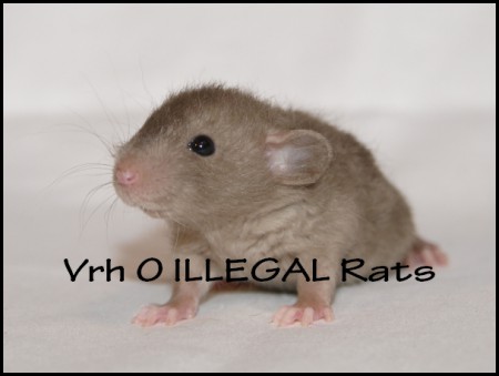 † Orion ILLEGAL Rats (O10)