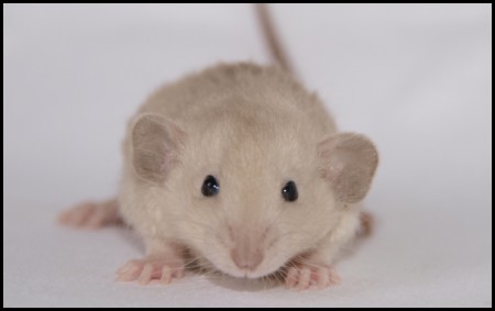 Severus Snape ILLEGAL Rats (S8)