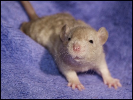 Vánočka ILLEGAL Rats (V2)