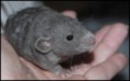 Tick ILLEGAL Rats (T8)